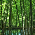 新緑の美人林(3)　池