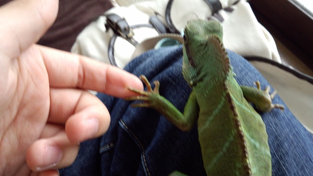 初めての爬虫類、握手！